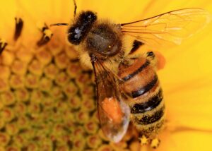 a beautifull bee posed in a big yellow flower